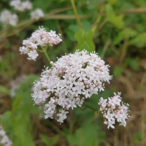 Semi di valeriana - resistenti per il giardino Valeriana officinalis - resistenti semi di giardino 300pcs