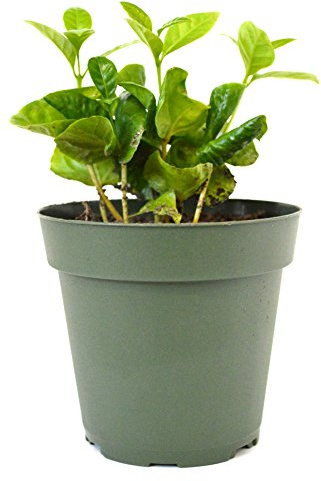 9GreenBox - Arabica Coffee Plant - 4 Pot