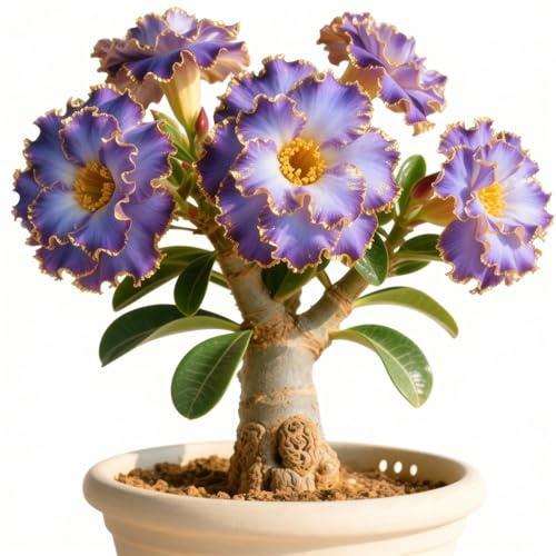 Rizoma di rosa del deserto/rosa del deserto mista, bulbi selezionati, colori rari, facili da coltivare, bassa manutenzione-1Bulbi-H