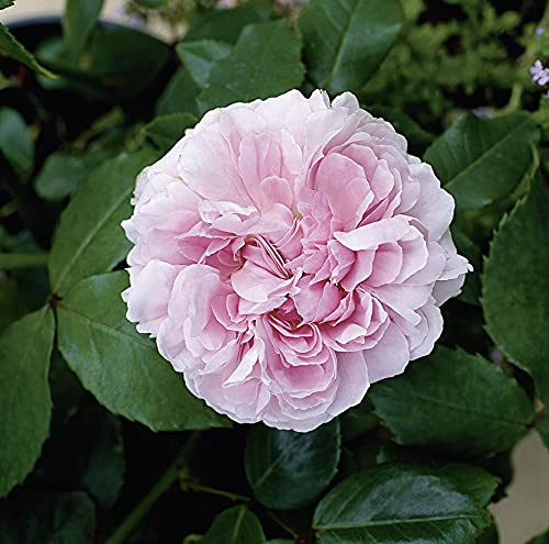 GARTEN SCHLÜTER® Historische Rose 'Jacques Cartier'