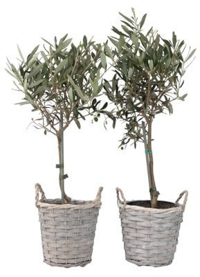 Plant in a Box - Olea Europaea - 2er Set - Olivenbaum auf Stamm im Korb - Topf 14cm - Höhe 50-60cm