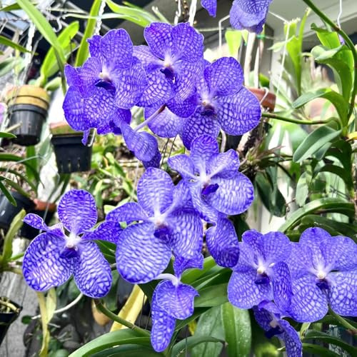 semi di orchidea vanda, esterno resistenti orchidee da giardino liane decorazione giungla di da interno, balcone da balcone resistenti 150pcs