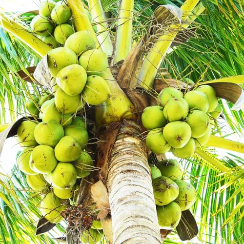 palma da cocco - Cocos nucifera comprare bonsáis giardino di semi giardino semi ufficio perenni resistenti 10pcs