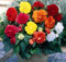 5 X Begonia Doppia Mix - Begonie Miste - Bulbi Di Alta Qualità (5)