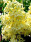 25 Giallo Lilla semi di albero fragrante Rustico perenne arbusto Fioritura da giardino: Grani