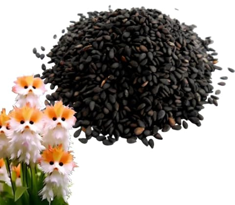 Seme Di Orchidea A Faccia Di Gatto, Migliora La Purezza 'aria Seme Di A Faccia Di Gatto, Novità Carina Semi Di Orchidea Sempreverde Per Principianti