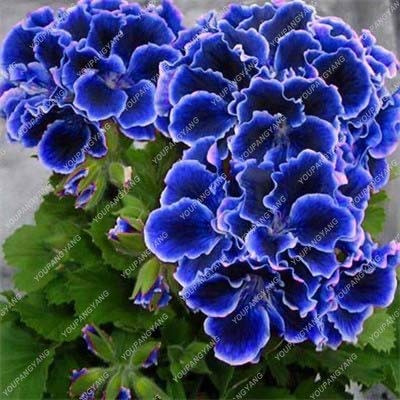 SVI Fresh 50pcs Geranium Flower Seeds for Planting Blue 1