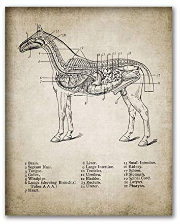 Bilder,Poster Kunstdrucke,Vintage Pferd Anatomie Leinwand Poster Drucken Pferd Anatomie Illustration Wandkunst Gemälde Reiter Bilder Home Room Wanddekoration ， Bauernhaus Dekoration,Gemälde - 30X40Cm
