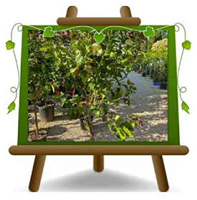 EURO PLANTS VIVAI Lunario – Limón cítrico – Árboles frutales Altura: 140 ~ 160 cm Jarrón: Diámetro 26 cm