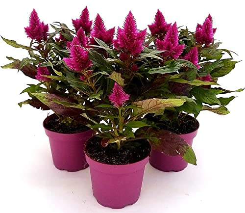 Celosia | Pack 3 Plantas | Flores Naturales | Plantas de Interior y Exterior | Amaranto Plumoso