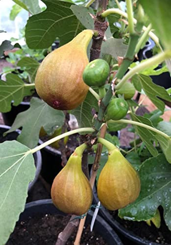 Ficus Carica 'Bornholms Diamant' Busch 40-60 cm – Winterharte Feigenpflanze für Garten und Terrasse