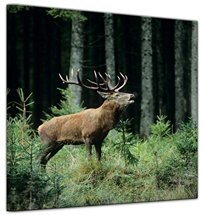 Bilderdepot24 Keilrahmenbild Hirsch - 80x80 cm quadratisch Bilder als Leinwanddruck Fotoleinwand Tierbild Waldtier - Rotwild - röhrender Hirsch im Wald