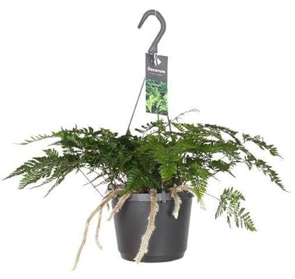 Hasenpfotenfarn Davallia Bullata – Ø17cm – 30cm – Pflegeleichter Zimmerfarn mit dekorativen Rhizomen – Grünpflanze für Wohnzimmer, Büro & Schlafzimmer