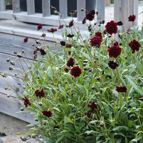 Cosmos semi selvatici giardino roccia resistenti giardino del balcone semi perenni Copertura perenne resistente 10pcs