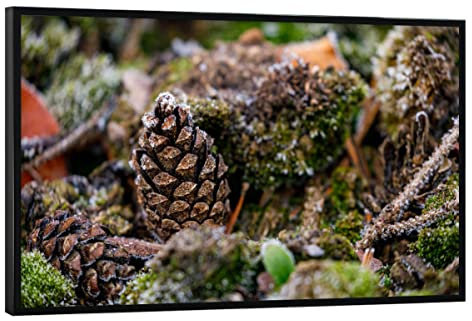 artboxONE Poster mit schwarzem Rahmen 30x20 cm Natur Tannenzapfen am Waldboden - Bild tannenzapfen Hintergrund moos