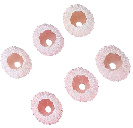 INOOMP 6 Conchas de Erizo Naturales para Plantar Tillandsia y Suculentas | Macetas Artesanales Color Rosa, Ideales como Material DIY Manualidades, Decoración Escritorio Oficina