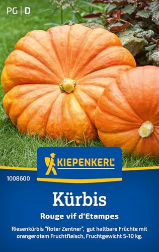 Kiepenkerl Kürbissamen Roter Zentner 1008600, Gemüsesaat | Haltbare Früchte, Fruchtgewicht 5-10 kg, aromatisch, für Beet, Freiland & Topf
