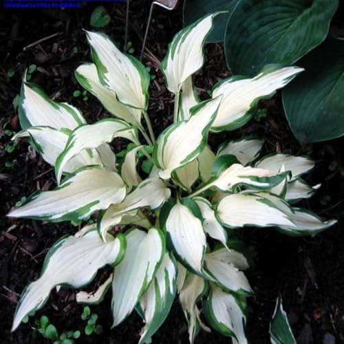 [HGJKYTFCDG] - Hosta Tubérculos Hardy - Hosta Rizoma Adaptable a Climas Variados - Ideal para plantar-4Tubérculos-G