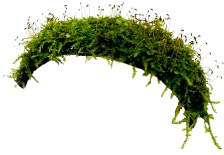 WASSERPFLANZEN WOLFF - Moos-Brücke mit Javamoos | bewachsener Moosbogen - Tunnel mit Javamoos | Kokosnuss-Brücke | Moss Versteck für Welse, Krebse und Garnelen