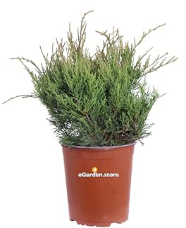 Pianta di Ginepro Pianta di Juniperus X Pfitzeriana Old Gold pianta da esterno pianta ornamentale pianta tappezzante pianta vera di Ginepro venduta da eGarden.store