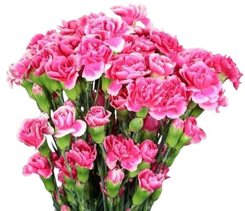 Ramo de Claveles Rosados Naturales con 50 Flores en Tonos Vibrantes Clavel Rosa Ocasiones Especiales