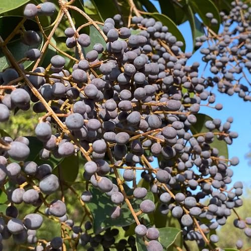 Semi di siepe di ligustro, da balcone Ligustro lucidum - rare siepi comprare semi di giardino di arbusti regali per gli amanti del giardino 200pcs