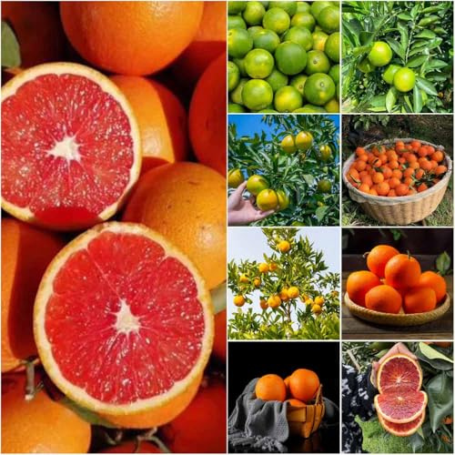 Orangenbaum winterhart exotische dachbegrünung balkon winterharte für balkon, balkonpflanzen winterhart obstsamen büropflanzen bonsai 5samen