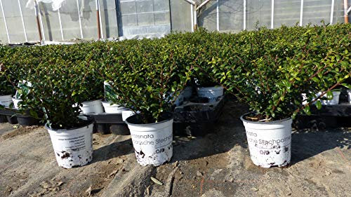 10 Stück Ilex crenata Stokes Heckenpflanze 20 cm Buchsbaum Ersatz winterhart + robust