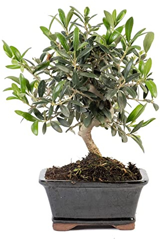 Bonsái Olivo DECOALIVE Planta Natural Bonsái Olea Europaea