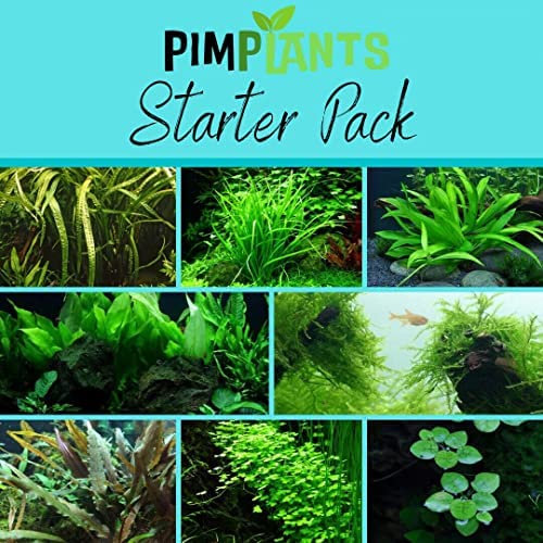 Starter Pack Live Aquarium Plant Aquatic Tropical Fish Java Moss Crypt rotala (Extra Large) Extra Large Extra Large