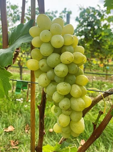Tafeltraubenrebe 'Aron' – Großfrüchtige, gelbe Rarität | Kräftiger Wuchs & fruchtiger Geschmack | Robust, frosthart & pilzresistent | 3-jährige getopfte Weinrebe