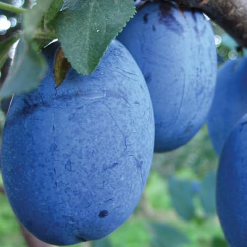 Pflaumenbaum First - Obstbaum 80-140 cm, Aromatische Süße Früchte, Winterharter, Wurzelnackte Obstbaume, Pflaume, Prunus domestica, Mehrjährig, Ideal für Garten & Obstwiese