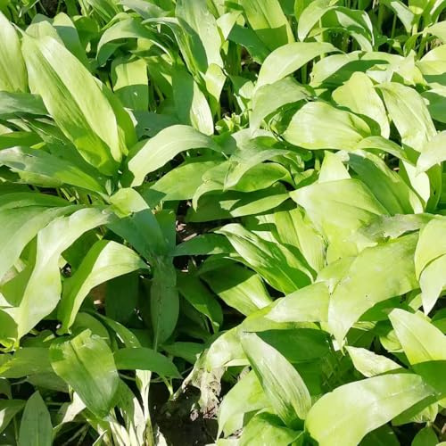 ajo silvestre - sostenibles semillas de ajo silvestre Semillas de hortalizas y medicinales balcón cocina balcón o invernadero jardín invierno 225semillas