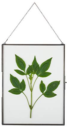 NCYP Hanging 8 x10 Black Glass Floating Frame for Pressed Dried Flower, Certificate, Photo, Picture - Modern Home Indoor Wall Vertical Decor, Plant Specimen Clip (Glass Frame Only)