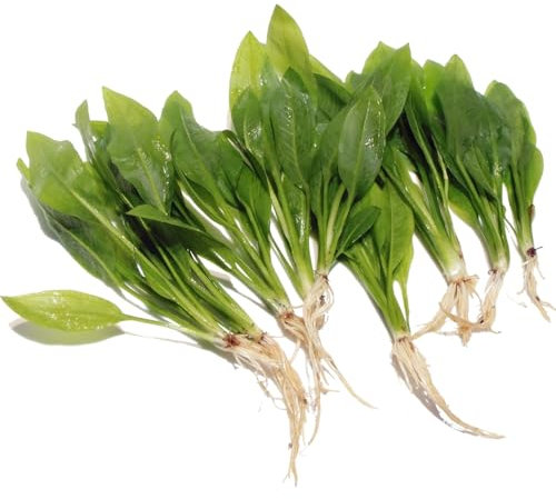 K2AQUA 10 x Echinodorus Bleheri Live Aquarium Plants Amazon Sword Plant for Fish Tank