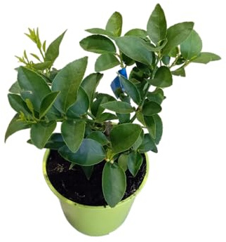 Citrus Aurantiifolia – Árbol de Lima Natural Perfecto para Huertos