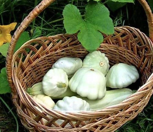 Buy4seeds 30 Squash White Patty Pan (Scallop) Zucchini Seeds Easy for Grow Garden
