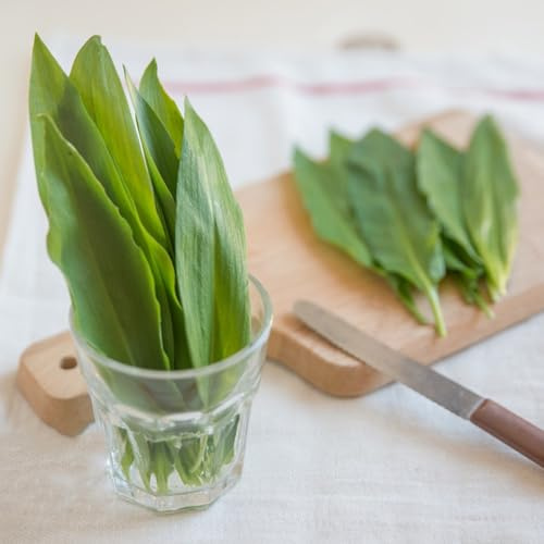 Comprar y semillas de ajo silvestre para camas elevadas, jardín de para balcón ajo silvestre orgánicas cobertura del suelo en macetas resistentes 100pcs