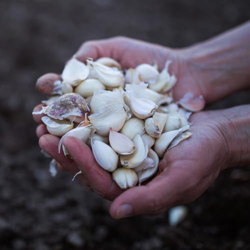 Knoblauch, gartenkräuter garten bio alte gemüsesorten gemüsesamen alte sorten pflanzknoblauch 350Samen