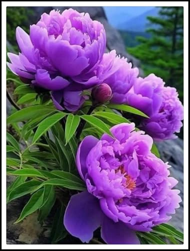 Peonia bulbi/miste/Radici selezionate di hosta/resistenti al freddo e alla siccità/adatte per la decorazione di giardini e balconi【NVNJHJN】-1 bulbi-D