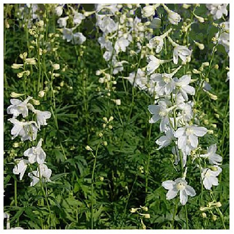 Delphinium Belladonna 'Casablanca' / White Larkspur / Hardy Perennial / Cut Flower / Seeds