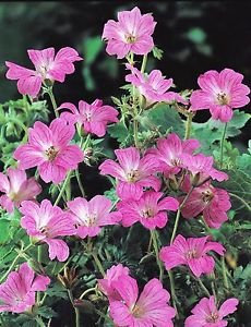 GARTHWAITE NURSERIES® : - Potted 1 Litre Geranium (Cranesbill) Endressii Pink Hardy Garden Summer Perennial