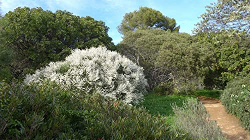 20 Graines de Genêt blanc, Retama Monosperma, White broom seeds:Seeds