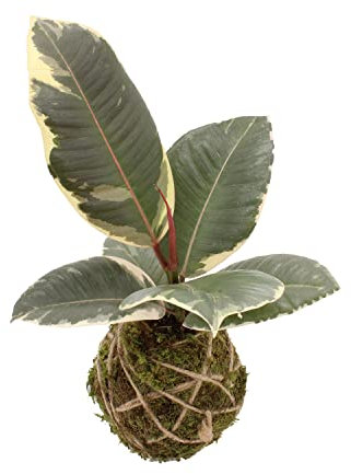 KENTIS - Ficus Tineke Kokedama - Piante Vere da Appartamento Purificatrici d'Aria - Pianta Ornamentale da Interni - H 30-40 cm