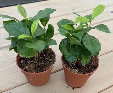 2 piante di caffe' su vaso cm 9