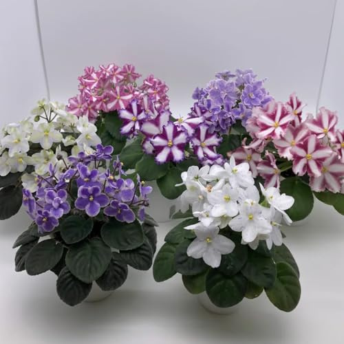 violette africane semi di perenni resistenti selvaggio, semina autunno, primavera perenne tagliati interni esotici giardino interno letto 50pcs