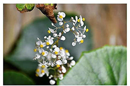 Begonia ID312 - 15 sementi ornamentali da giardino per piante e piante