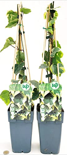 POWERS TO FLOWERS - HEDERA COLCHICA, EDERA DENTATA VARIEGATA, 2 PIANTE, piante vere