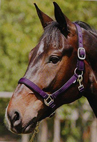 Eldorado Nylonhalfter Lea - lila - Warmblut