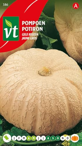 Großer gelber Kürbis - Gemüsesamen
